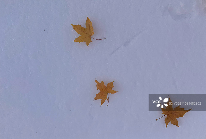 落在雪地上的树叶图片素材
