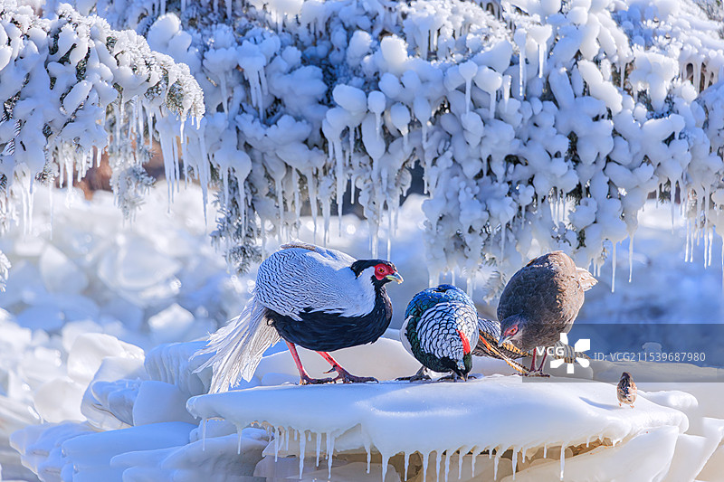 夫妻配客（白鹇与白腹锦鸡）图片素材