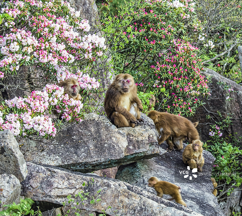 黄山高山杜鹃与短尾猴图片素材