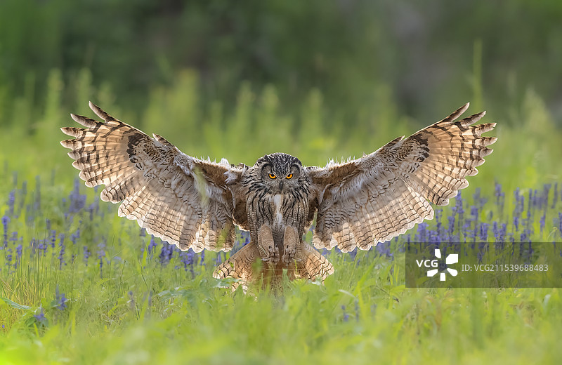 DSC_4671 - 亮翅图片素材