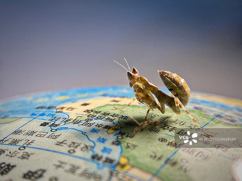 地图上的昆虫特写镜头图片素材