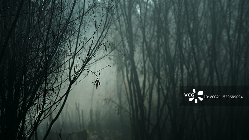 冬天静谧的树木图片素材