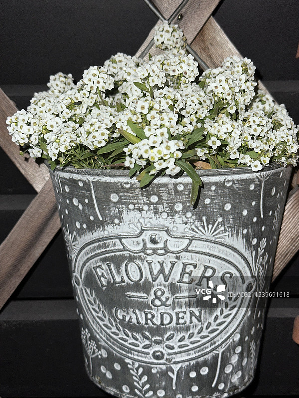 香雪球特写镜头图片素材