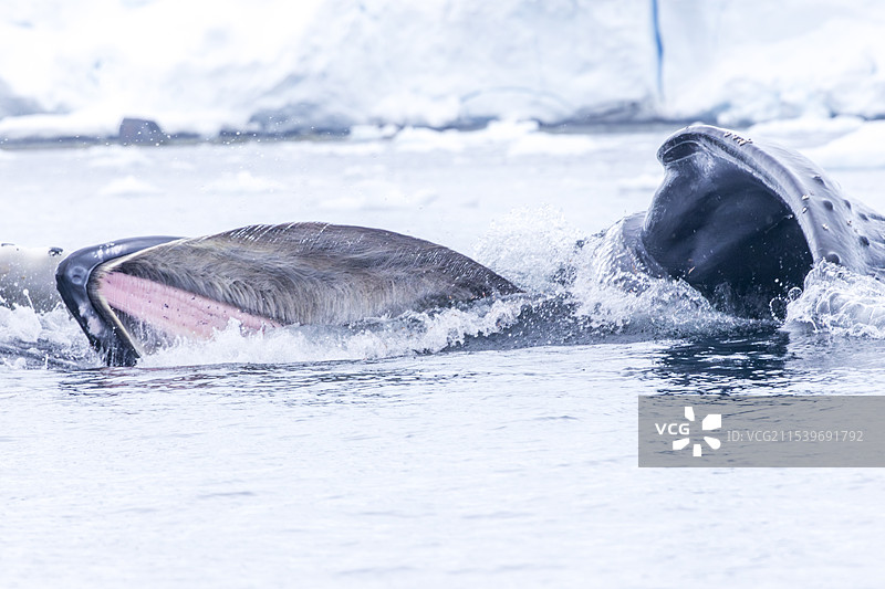座头鲸图片素材