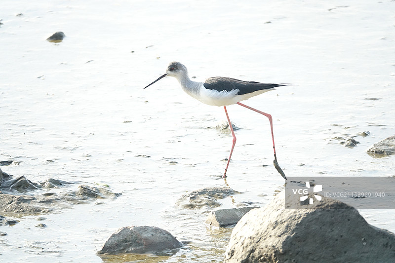 长脚鹬图片素材