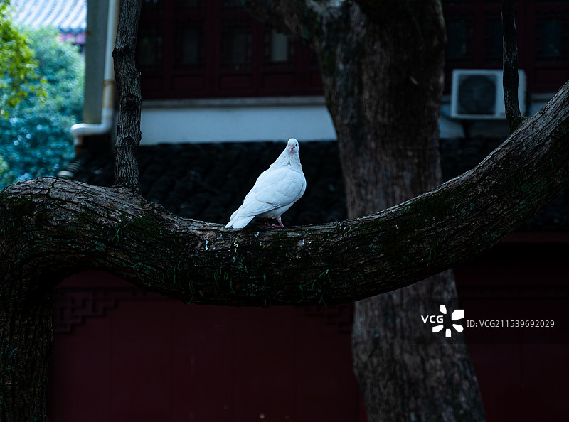 鸽子/飞鸽图片素材