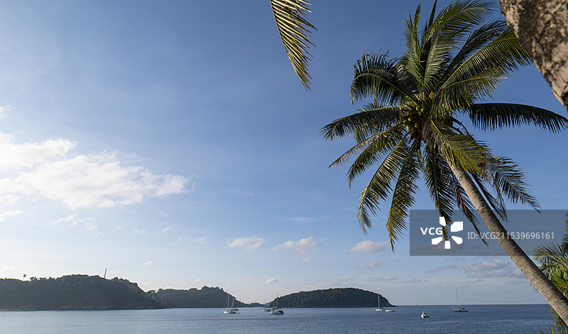 夏天美丽的海边椰子树图片素材
