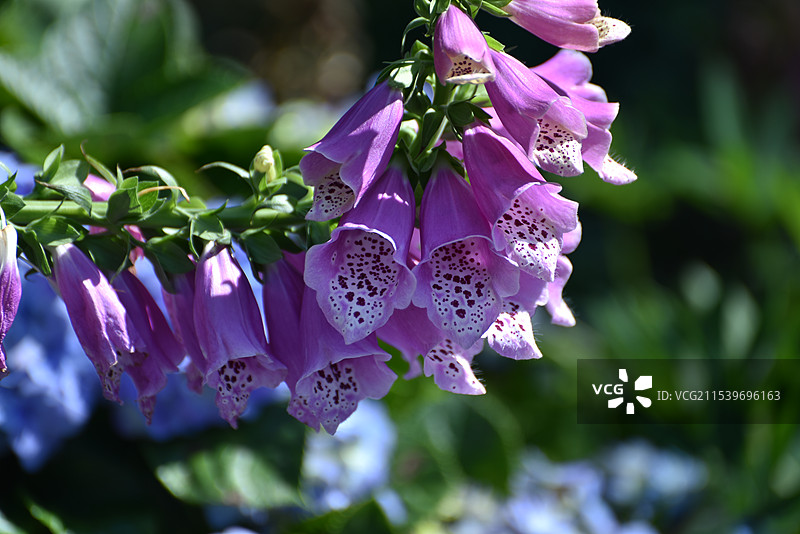 毛地黄  花语：爱情、真诚、永恒图片素材