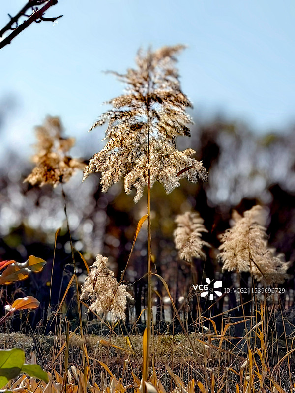 上海市，嘉定区华亭人家图片素材
