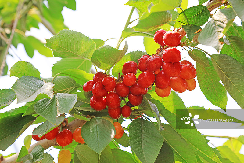 枝头的美国大樱桃图片素材