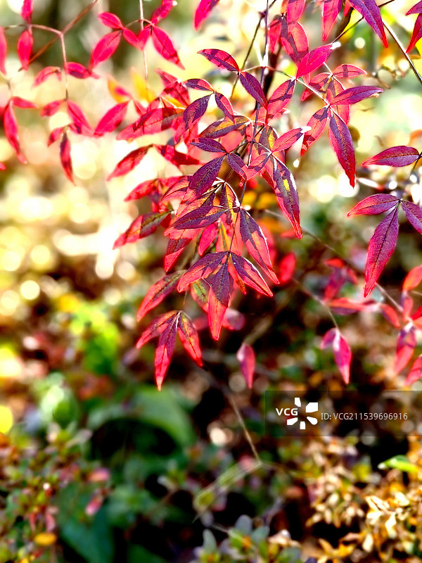 上海市，嘉定区华亭人家图片素材