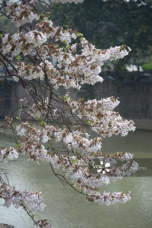 泡桐花图片素材