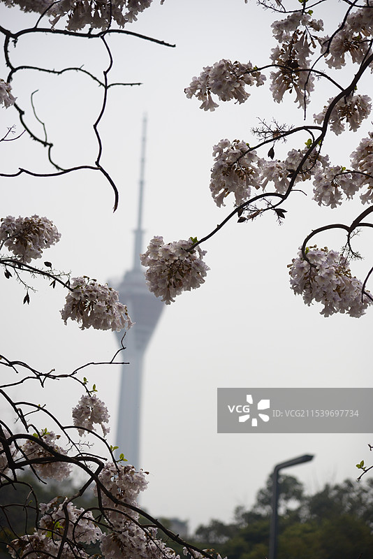 泡桐花图片素材