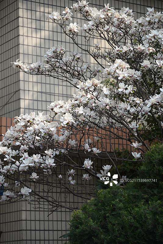 泡桐花图片素材