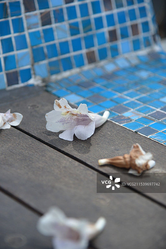 泡桐花图片素材