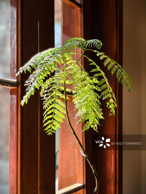 蕨类植物图片素材