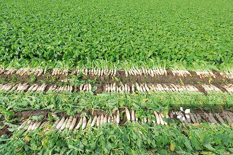 农场田野里的萝卜地图片素材