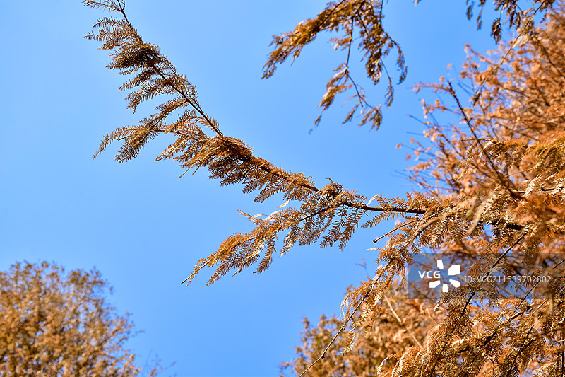 冬日泛黄的杉树图片素材