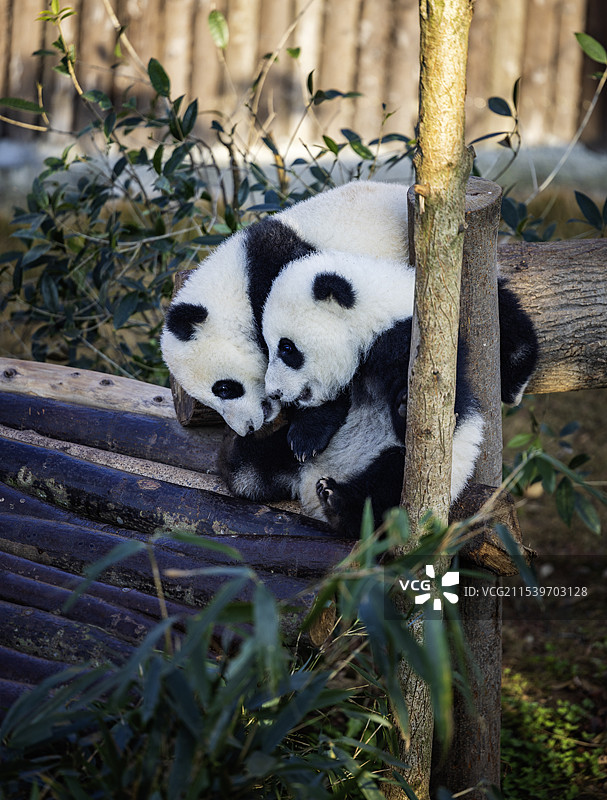 2024年度成都大熊猫繁育基地出生的熊猫宝宝掠影图片素材