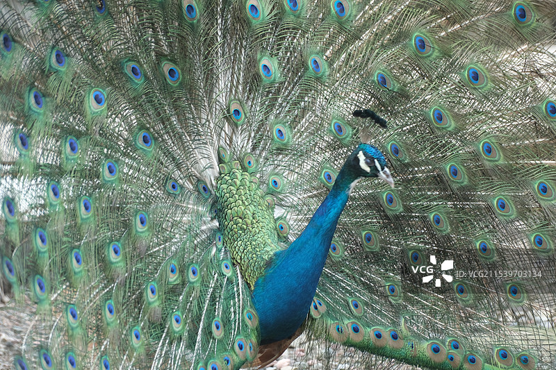 满屏开屏的孔雀图片素材