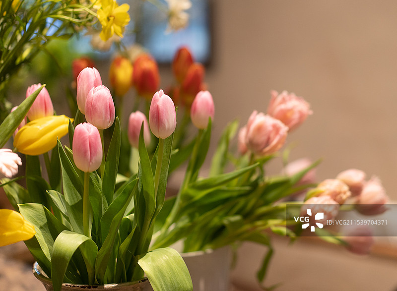 室内灯光下的郁金香花束图片素材