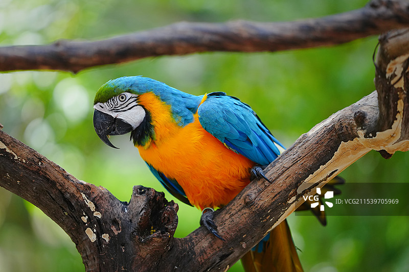 金刚鹦鹉图片素材