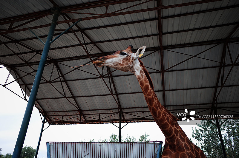 长劲鹿图片素材