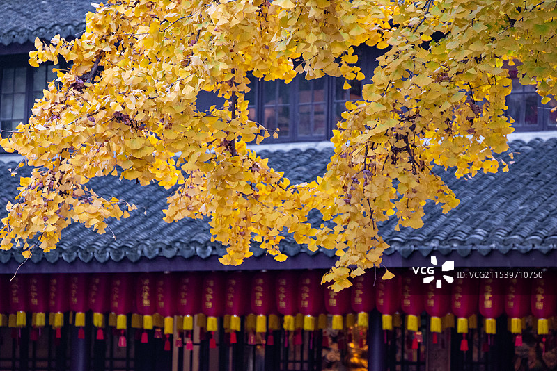 上海龙华寺秋天金黄的银杏和古建筑图片素材