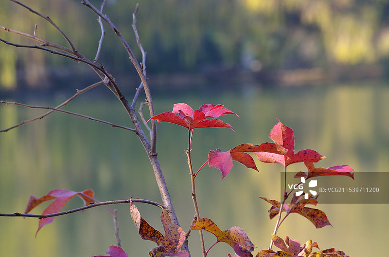 杭州虎山公园冬季风景,模糊湖畔背景下的红树叶特写图片素材