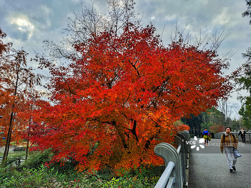 公园冬晨枫叶红图片素材