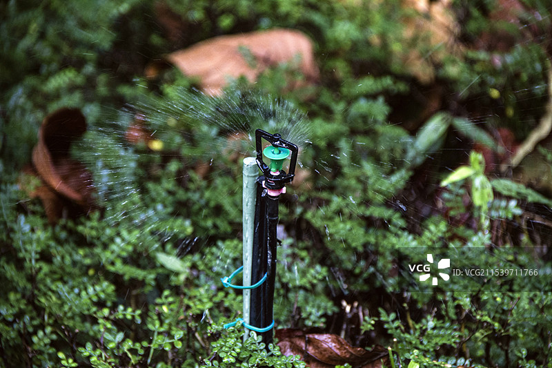 广东茂名新湖公园自动旋转灌溉洒水喷水器图片素材