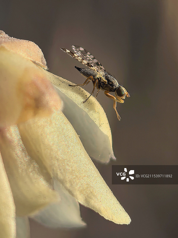 鬼针草长唇实蝇，体长3毫米左右，是蜡梅花的授粉者之一。图片素材