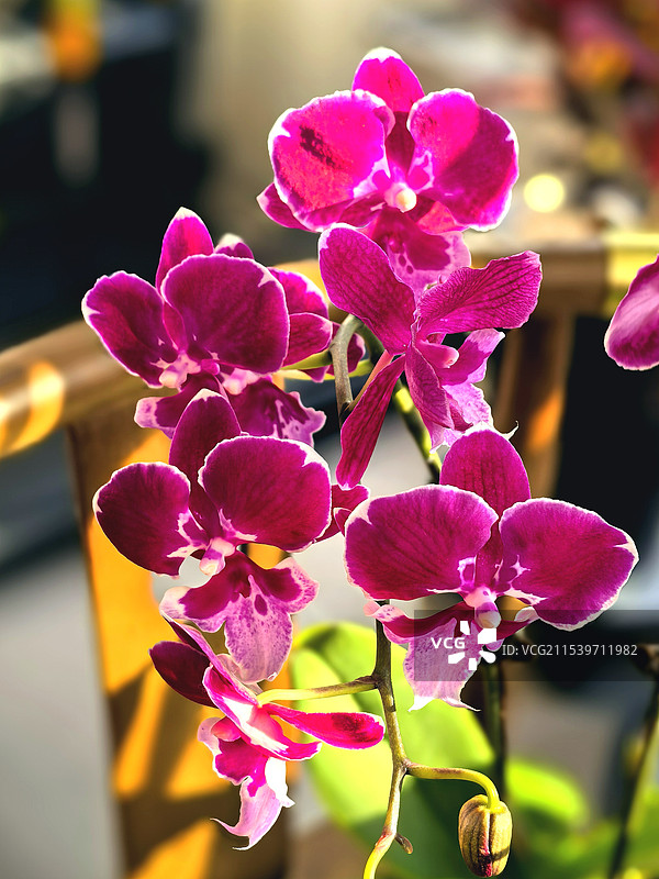 喜欢的蝴蝶兰新品图片素材