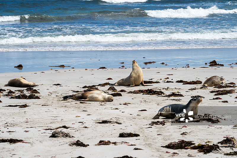 袋鼠岛海豹湾图片素材