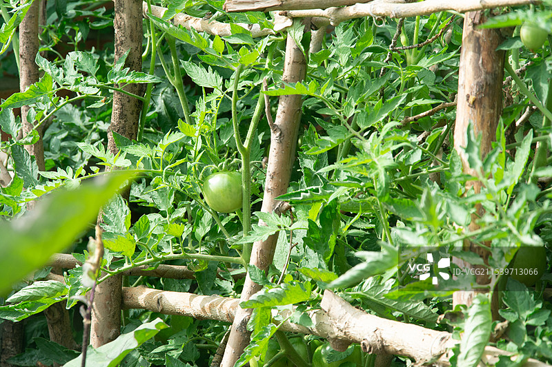 菜园中的西红柿图片素材