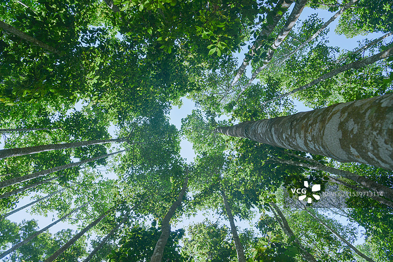 西双版纳望天树 望天树景区图片素材