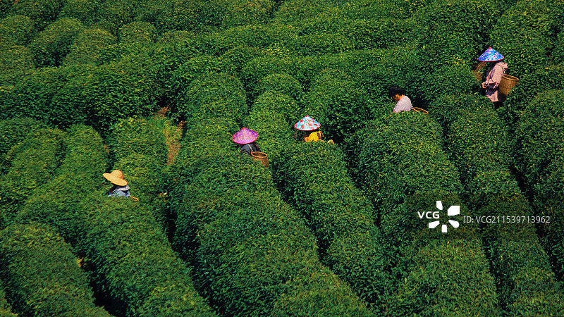 茶园 西湖龙井图片素材