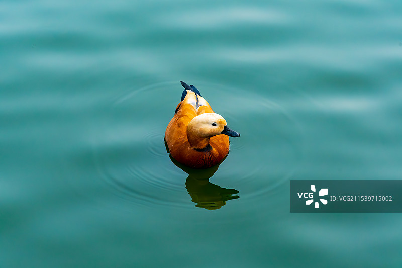 福州森林公园赤麻鸭图片素材