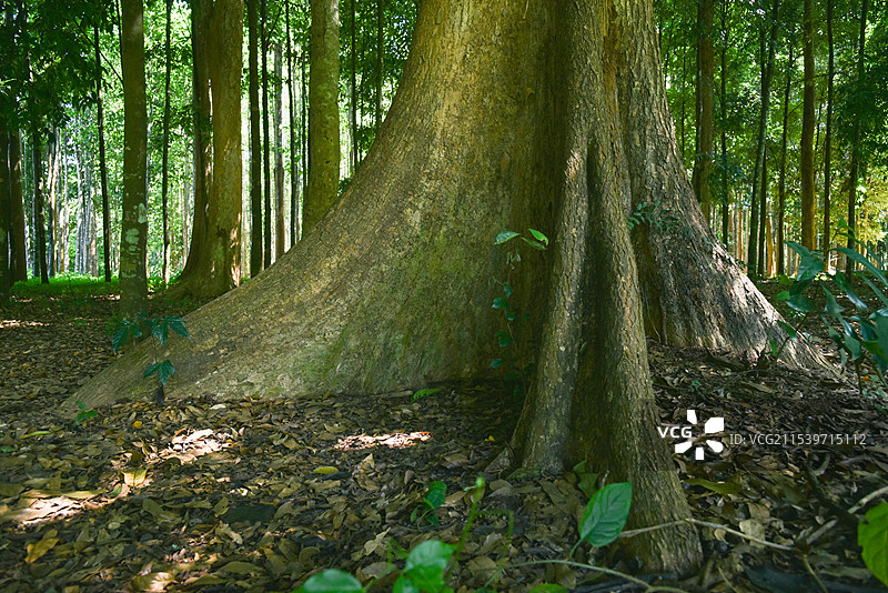 西双版纳热带雨林 树干图片素材
