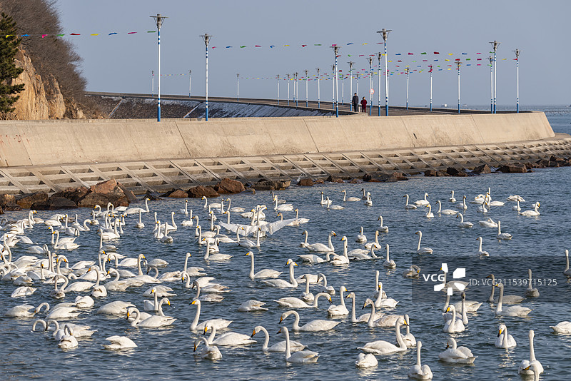中国山东省荣成市桑沟湾冬季大天鹅栖息地图片素材