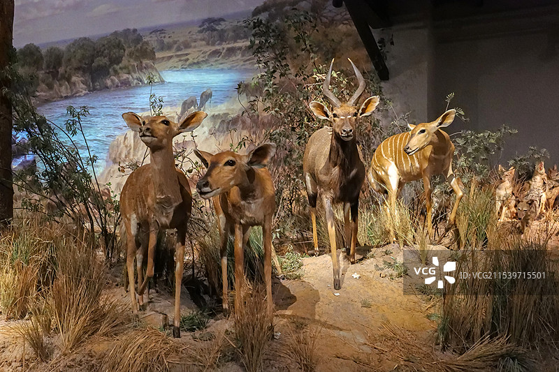 安氏林羚 山东博物馆“非洲野生动物大迁徙展”-奔向马拉河图片素材