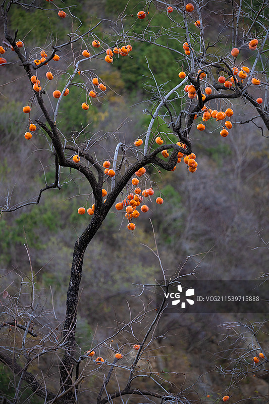 秋天的柿子树图片素材