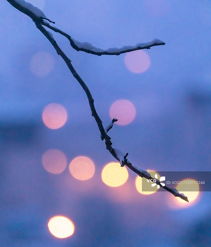 暮色寒枝图片素材