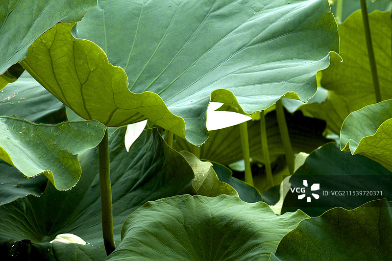 荷叶雨珠图片素材