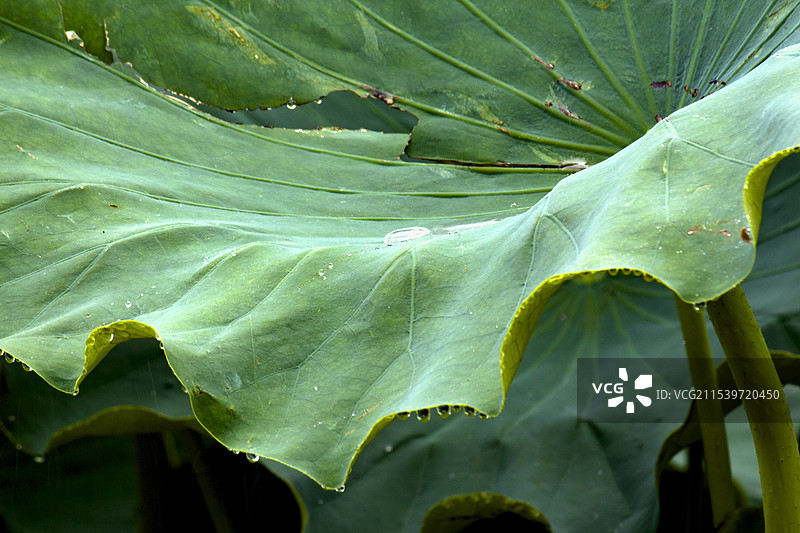 荷叶雨珠图片素材