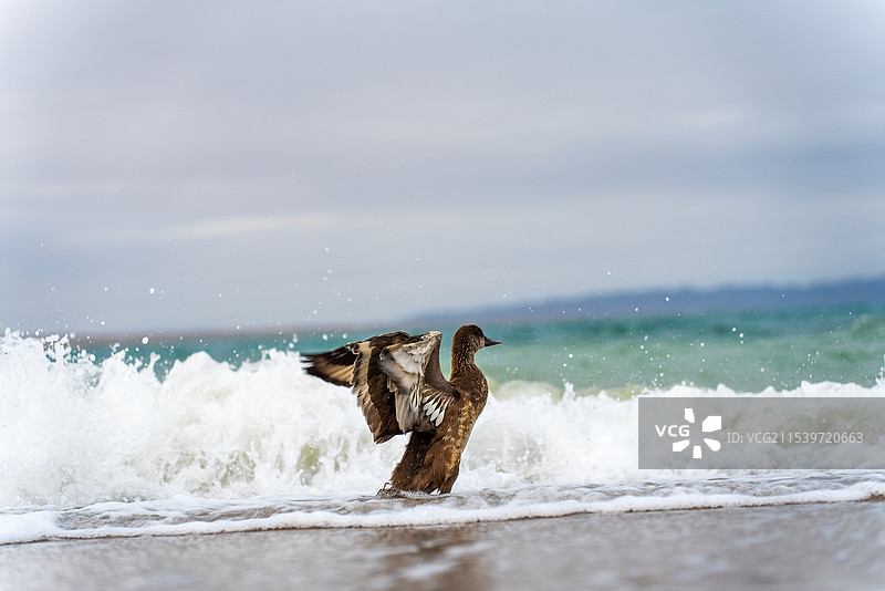 托素湖的水鸟图片素材