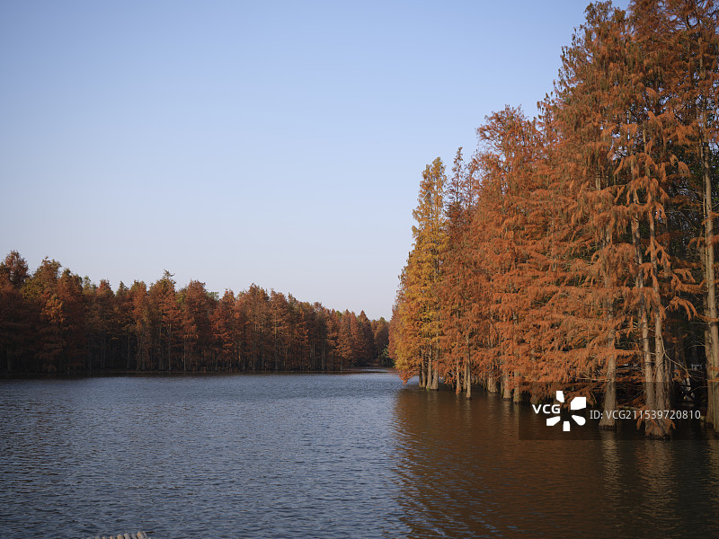 冬至的尚湖风景区水杉林图片素材