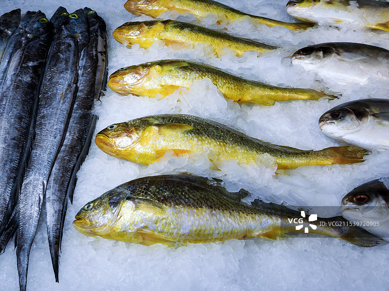 冰上的鱼图片素材