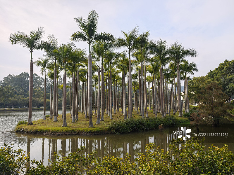 北京师范大学珠海校区大王椰图片素材