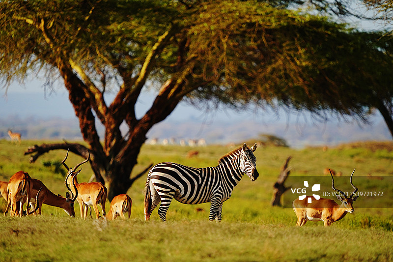 非洲草原上的食草动物图片素材